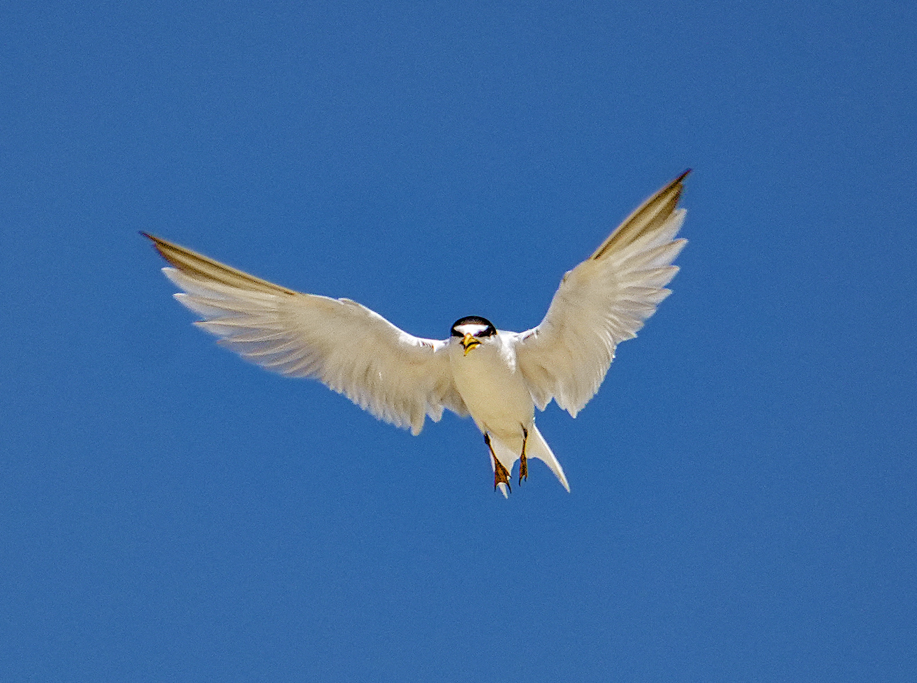 Endangered Least Terns an aerial delight