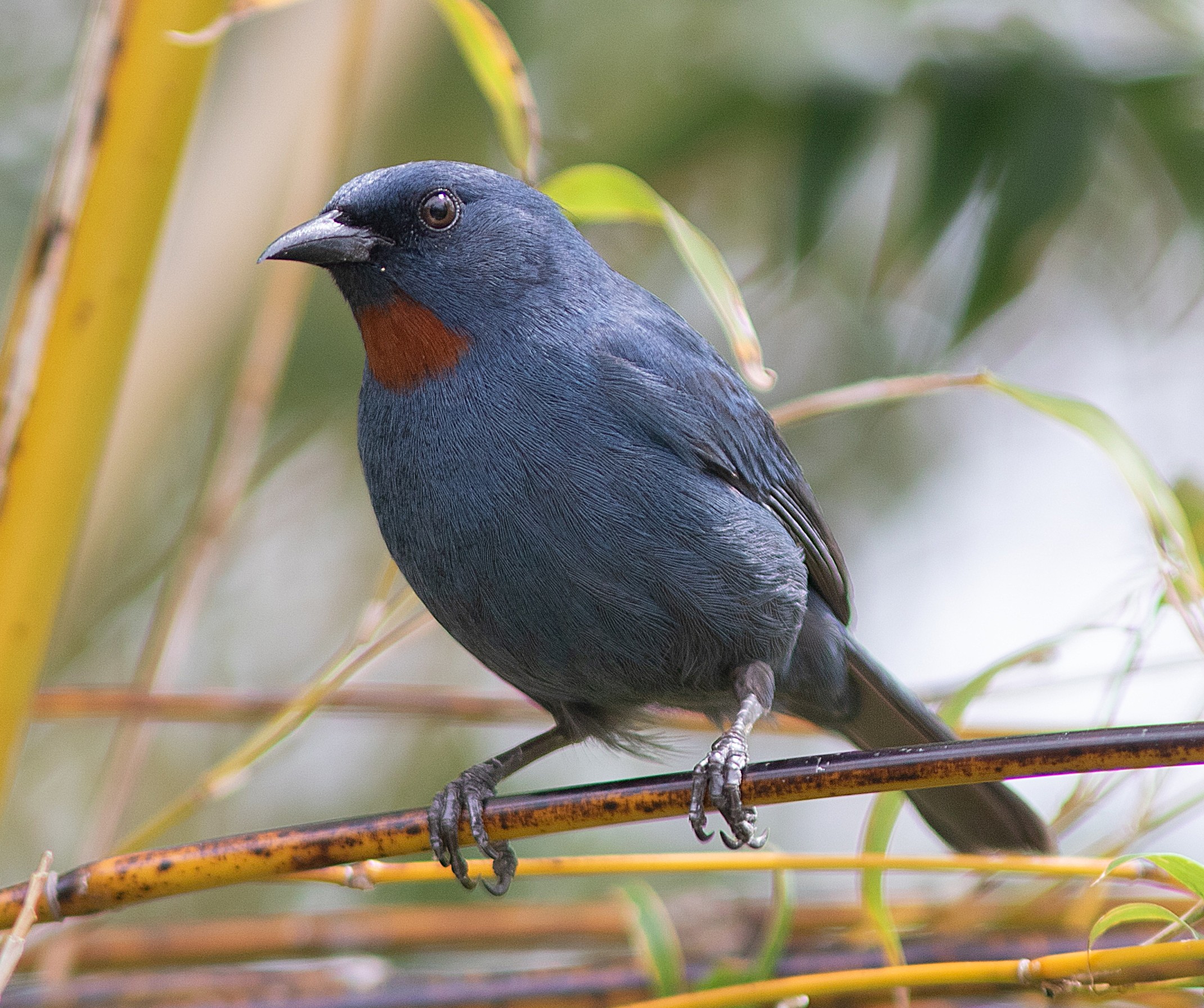 York County Audubon presents: “A Birding Tour of Jamaica – with Doug Hitchcox”