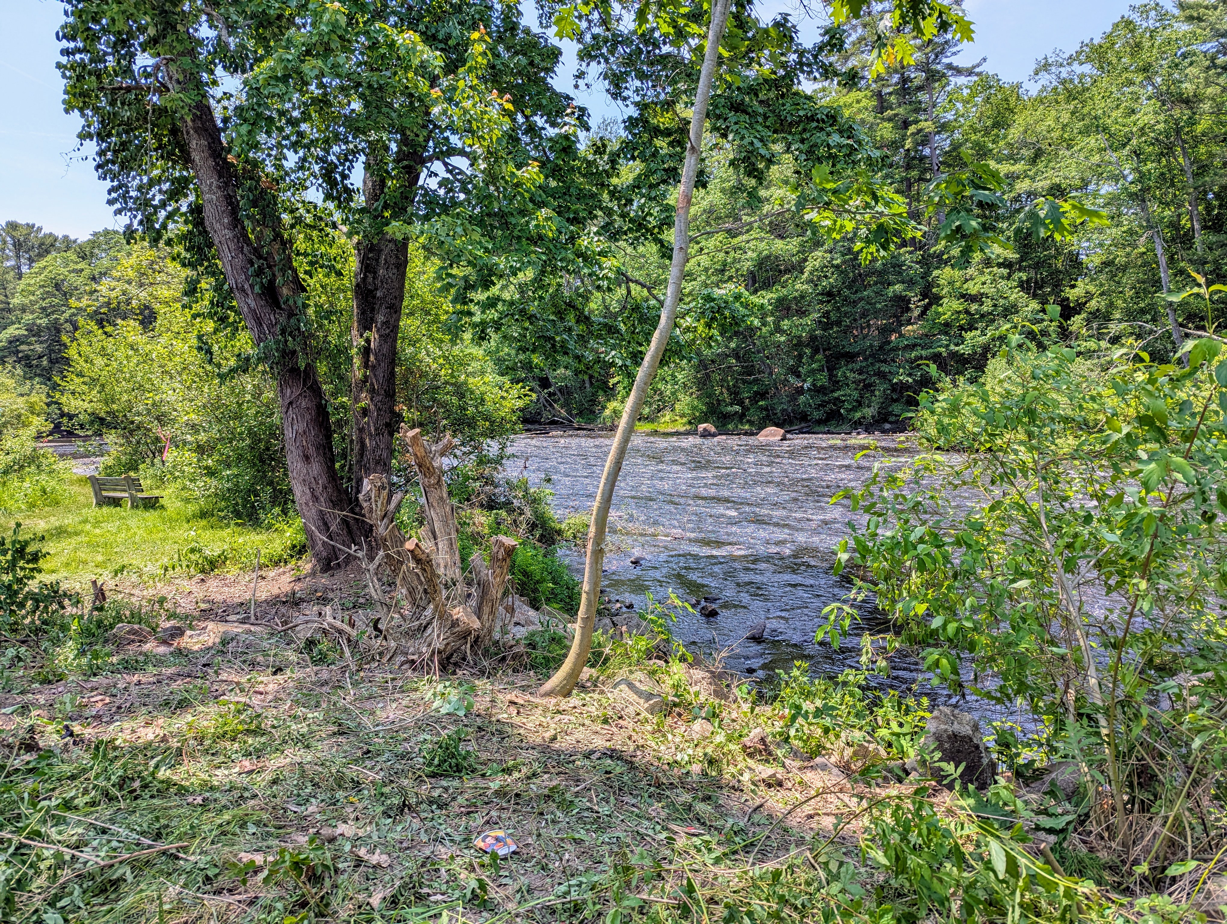 Battling invasive overgrowth at the Mousam River’s edge