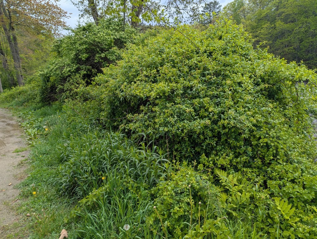 Lush green shrubs and grasses along a pathway in a natural setting.