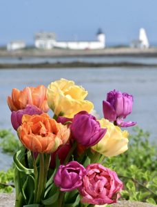 Cape Porpoise tulips/Goat Island in background, May 19, 2026. (Photo by Bob Dennis)