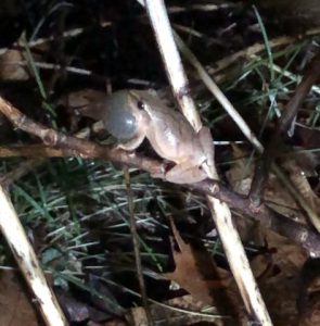 A full-throated spring peeper, one of thousands heard in our cherished, evening chorus in West Kennebunk. (Photo by Susan A. Bloomfield)