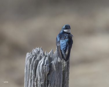 Tree Swallow, Kennebunk, 4/24. Photo by Karen Suhrhoff
Tree Swallows are migratory birds that breed in the US and Canada, and winter along the southern US coast and further south. They nest in either isolated pairs or groups in both natural and man-made cavities. Check out our Kennebunk Land Trust’s Madelyn Marx Preserve, contiguous to Rachel Carson National Wildlife Refuge, for Tree Swallow Nest Boxes.