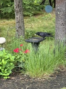 Crow at birdbath, Kennebunk, June 18, 2026. (Photo by Matthew Sanzone)