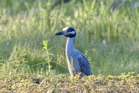 Yellow Crowned Night Heron, Kennebunk, June 29, 2026 (Photo by Karen Suhrhoff)
